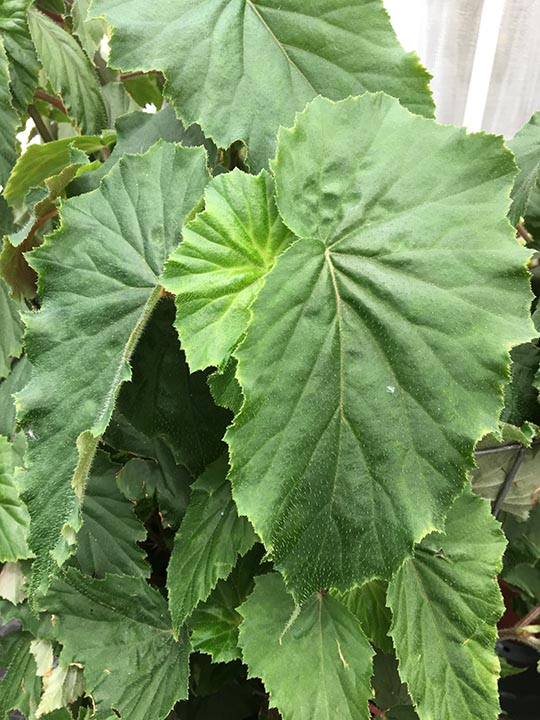 B. bufoderma
